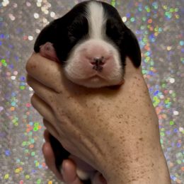 Boy 2 - Black and white male English Springer Spaniel puppy in Scio, Oregon from Starlet Springers