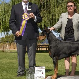 Doberman Pinschers from Wind River Dobermans
