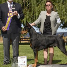 Doberman Pinschers from Wind River Dobermans
