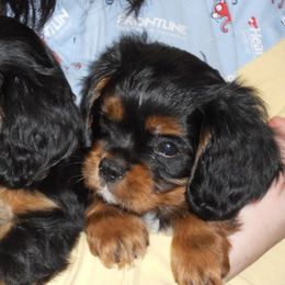 Cavalier King Charles Spaniel Puppies from Chestnut Valley Cavs
