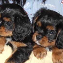 Cavalier King Charles Spaniel Puppies from Chestnut Valley Cavs