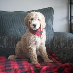 Goldendoodle Puppies from Doodle Me This Goldendoodles