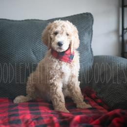 Goldendoodle Puppies from Doodle Me This Goldendoodles