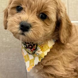 Zelda - Apricot female Goldendoodle puppy in Mona, Utah from Hearts Full of Puppies
