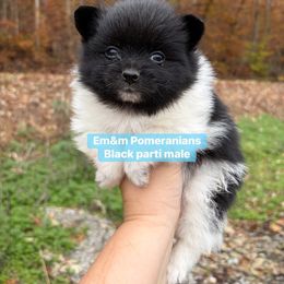 Black parti - Black parti male Pomeranian puppy in Kentucky from Em&M Pomeranians