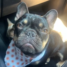 CoCo - French Bulldog