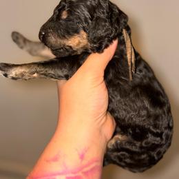 Perseus - Phantom male Poodle puppy in Toledo, Ohio from Exquisite Dalmatians & Standard Poodles