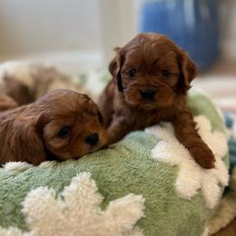 Brew - Red male Cavapoo puppy in San Jose, California from Doodle Amore