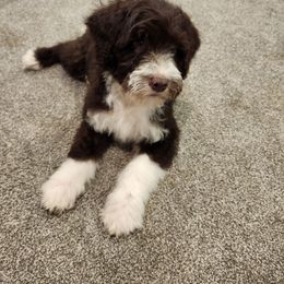 Brownie - Brown and white male Portuguese Water Dog puppy in Narvon, Pennsylvania from Prized Family Porties