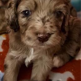 Claude - Merle male Cockapoo puppy in Lillington, North Carolina from Peace, Love, and Puppies at the Creek