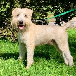 Top Gun - Soft Coated Wheaten Terrier
