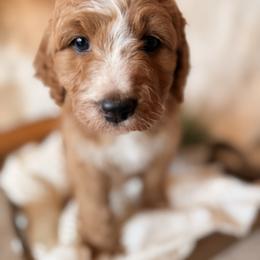 Girl ( sweet soul very intuned to emotions) - Red  female Goldendoodle puppy in Rio, Wisconsin from Guardian Angel Mini Goldendoodle Puppies