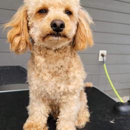 Gus - Poodle