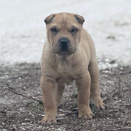Spider - Fawn male Chinese Shar-Pei puppy in Lehigh Acres, Florida from Florida Wrinkles