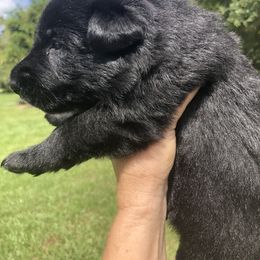German Shepherd Puppies from Wolves Den Ranch