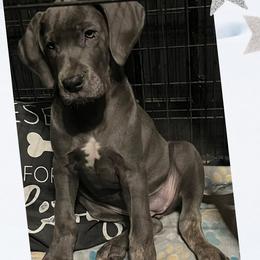 CHONGO - Blue female Great Dane puppy in Wellsville, New York from Prophecy Danes