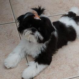 Shih Tzu All Grown Up from AKC Shih Tzu of California