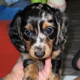 Dachshunds from Ruben Doxies of Oklahoma