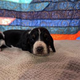 Girl 3 - Black brown and white female Basset Hound puppy in Noblesville, Indiana from Russell Bassets