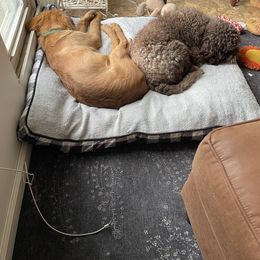 Golden Retriever Puppies from Elm Hollow Golden Retreivers