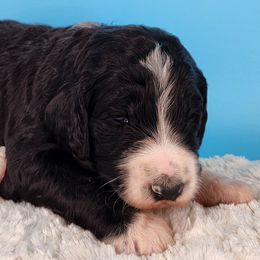 Bernedoodle Puppies from Palo Cedro Bernedoodle