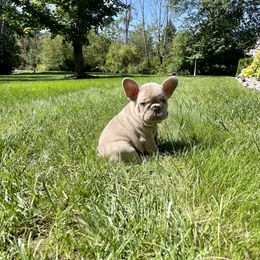French Bulldog Puppies from Sweet P Frenchies
