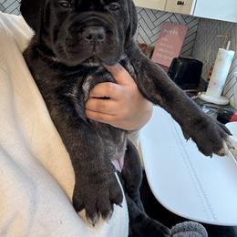 Cane Corso Puppies from Bellissima Cala Cane Corso