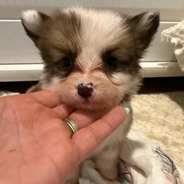 Bug - Red male Pembroke Welsh Corgi puppy in Decatur, Texas from Bar S Corgis
