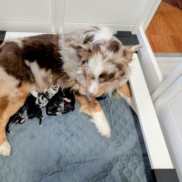 Australian Shepherd Puppies from Southern Heritage Aussies