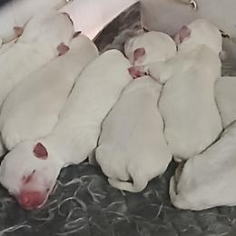 Boy 1 - White male West Highland White Terrier puppy in Morrison, Tennessee from Westies of Morrison