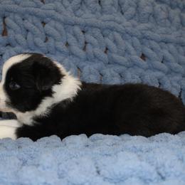 Australian Shepherd Puppies from Crofford’s Pretty Pups