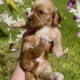 Polly (Silky Wire Hair) 3000.00 - Cream female Dachshund puppy in Homestead, Florida from Florida Mini Dachshunds