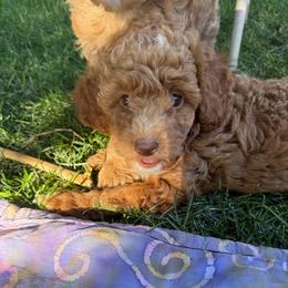 Cooper - Caramel ice male Labradoodle puppy in Lancaster, California from Mini Doodles