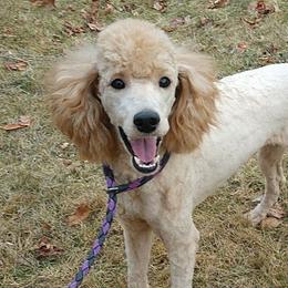 Tulip - Poodle
