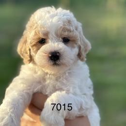 Woody - Parti male Goldendoodle puppy in Arcadia, Florida from KnuDawn Goldendoodles