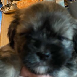 Chloe - Lhasa Apso puppy from Cynthia's Lhasa Apsos