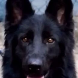 Coco - German Shepherd