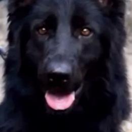 Coco - German Shepherd