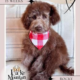 Rocky - Chocolate male Double Doodle puppy in Eagle Mountain, Utah from Lake Mountain Doodle