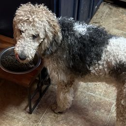 Goldendoodles from Doodle-Cove