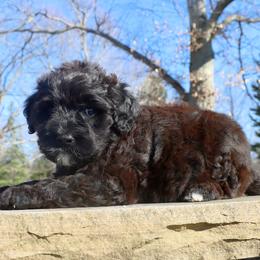 Boy 7 - male Havanese puppy in Hamptonville, North Carolina from Alabama Havanese Kennel Tidewater Kennel