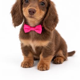 Ruby - Chocolate and tan female Dachshund puppy in Illinois from William Rotsaert