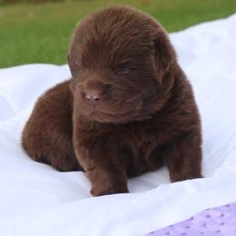 CoCo - Brown female Newfoundland puppy in Kimball Twp, Michigan from Pine River Newfoundlands
