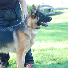 Ika - German Shepherd