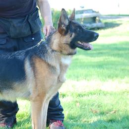 Ika - German Shepherd