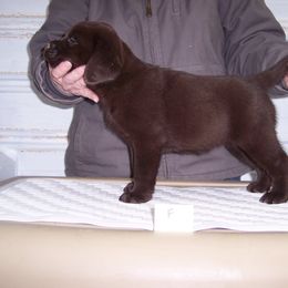 Labrador Retriever Puppies from Cecilie Drege