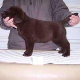 Labrador Retriever Puppies from Cecilie Drege