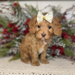 Jessie - Red female Cavapoo puppy in Kankakee, Illinois from Apricot Roots Doodles