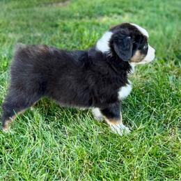 Monica - Black tri-color female Australian Shepherd puppy in Ephrata, Pennsylvania from Weavers Indian Run Aussies