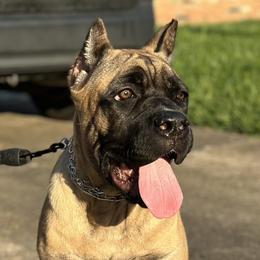 Beretta - Cane Corso